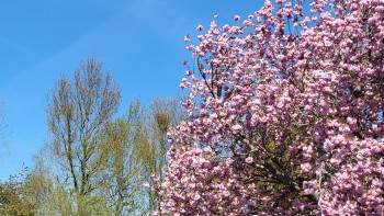 course image