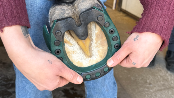 Workshop för blivande hovisar