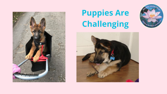 Puppies are challenging