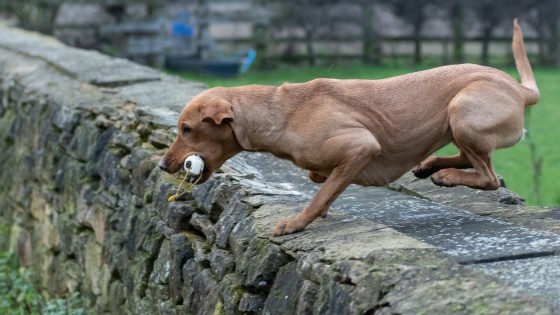 From Bog Trotters to Loyal Working Companions