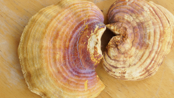What is Ultra reishi Qi?