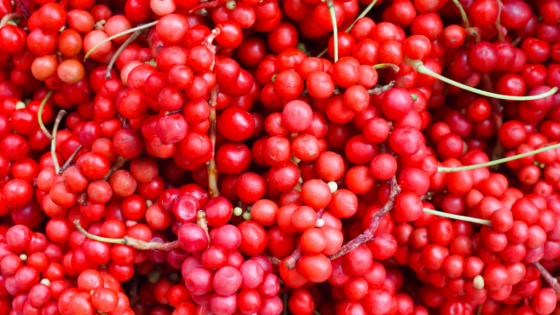 What is Schisandra Qi?
