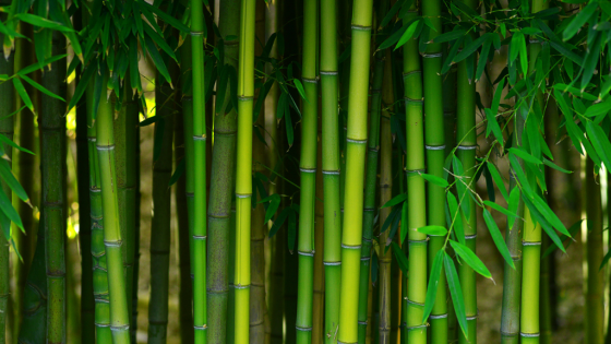 What is Bamboo Qi?