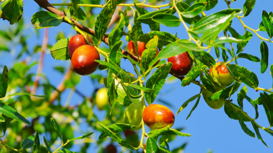 What is Ultra Jujube Qi?