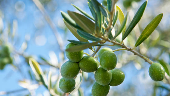 What is Olive leaf Qi?