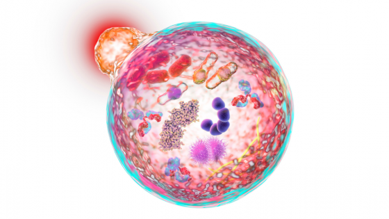 AUTOFAGI -  CELLERNAS SJÄLVSANERING