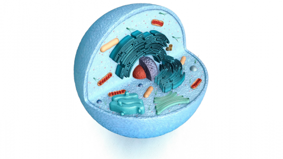 CELLERNAS VIKTIGA ARBETE