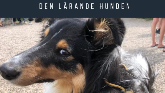 Den lärande hunden
