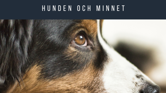 Hunden och minnet