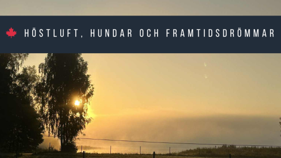 🍁 Höstluft, hundar och framtidsdrömmar