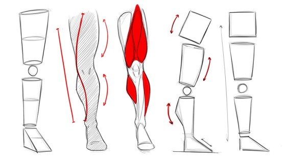 5 Tips on How to Draw Leg Anatomy - Art Tutorial