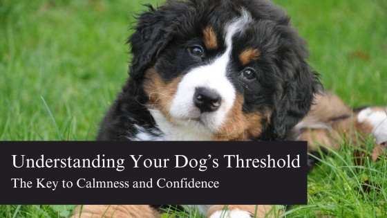 Understanding Your Dog’s Threshold: The Key to Calmness and Confidence