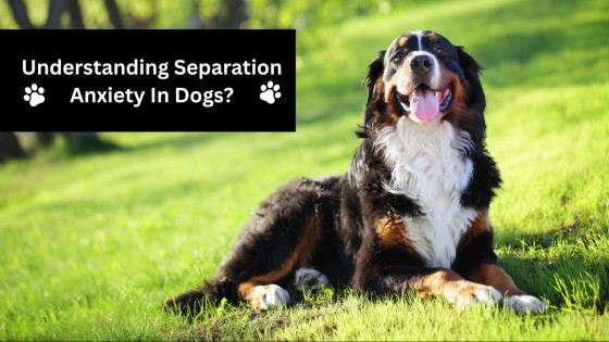 Understanding Separation Anxiety In Dogs