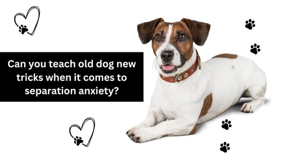 Can you teach old dog new tricks when it comes to separation anxiety?