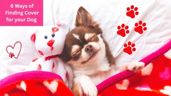6 Ways of Finding Cover for your Dog with Separation Anxiety