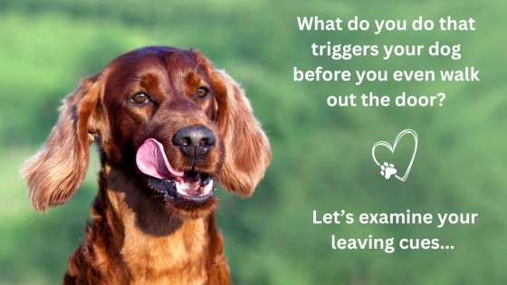 What do you do that triggers your dog before you even walk out the door?