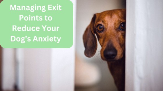Managing Exit Points to Reduce Your Dog’s Anxiety