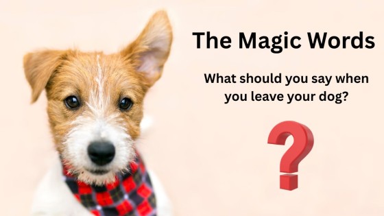 The Magic Words: What should you say when you leave your dog?