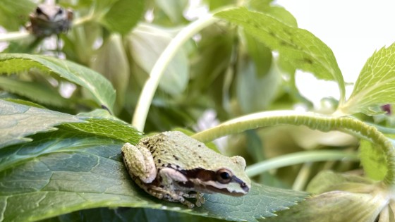 Pacific Tree Frogs: Small Voices, Big Signals