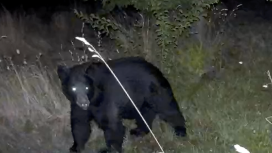Black Bears: Living Beside Big Neighbors