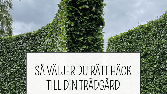Gratis guide om hur du väljer häck till Trädgården