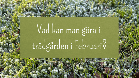 Göra i trädgården i februari