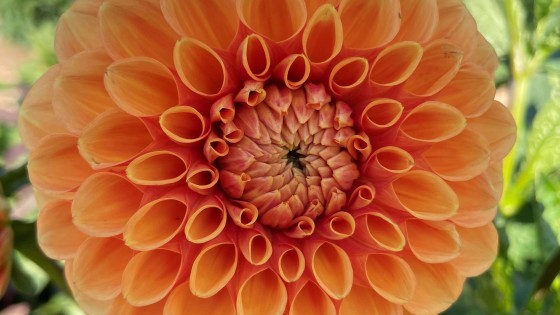 Trädgård för nybörjare – kurser, trädgårdsskola och trädgårdsdesign