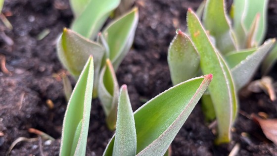Göra i trädgården i april