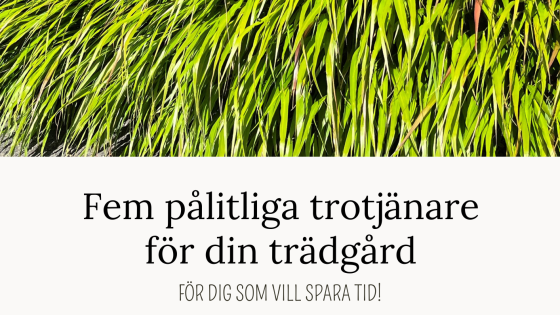 Genvägen till en lättskött trädgård - hämta din guide