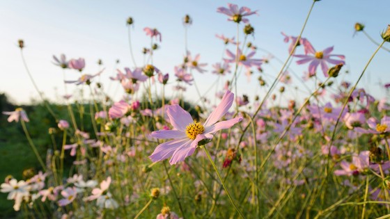 Creating more time with momentary pauses