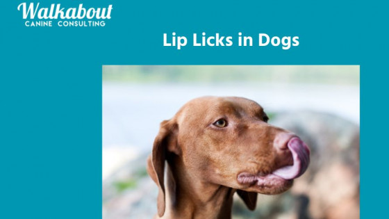 Observations we make in our Dogs