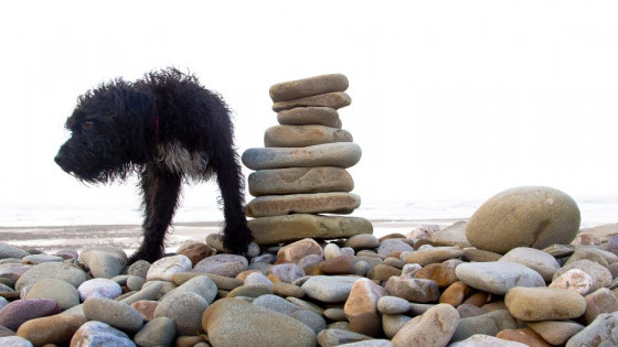 What does predictability have to do with anything?