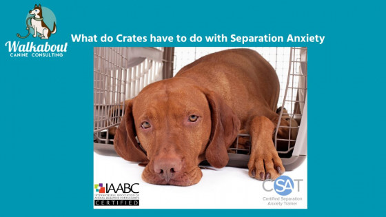 Crate Training or Separation Anxiety
