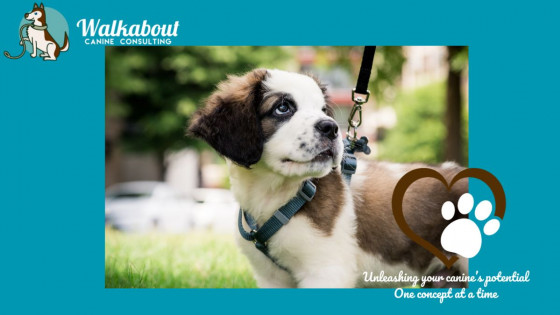 Puppy Walking Guide
