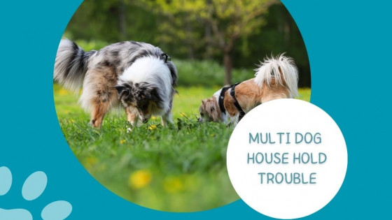 Dog Integrations: Tips 