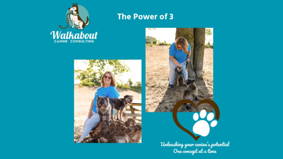 Reinforcement Effectiveness in Dog Training 