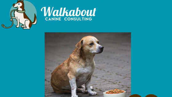 Understanding Your Dog's Frustration: