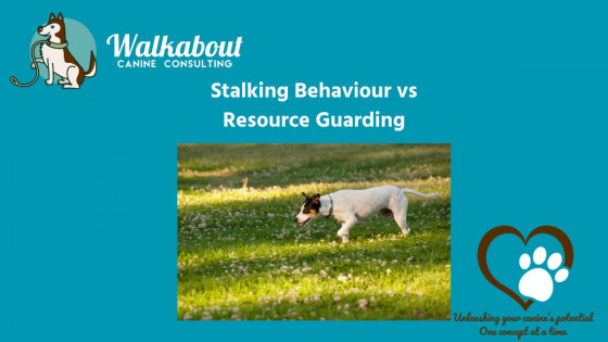 Stalking Behaviour and Resource Guarding in Dogs