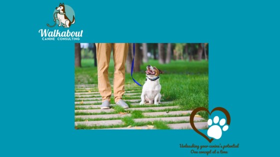 Classical Conditioning in Dog Training