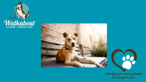 Aversive vs Positive Training Methods in Animal Training