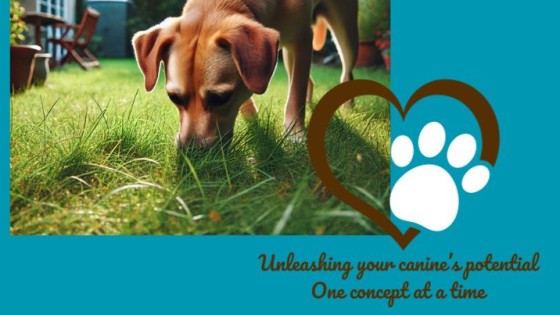 Easy Enrichment for Busy Dog Guardians