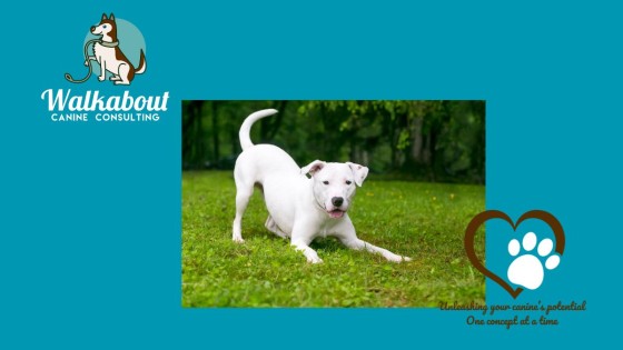 Teaching your dog to Bow