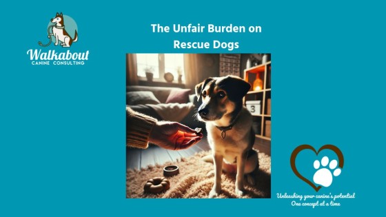 The Unfair Burden we Place on Rescue Dogs