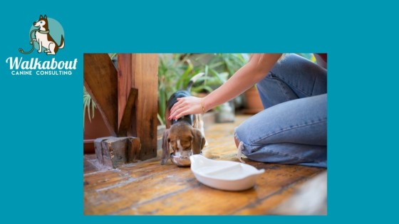 Touching our Dogs while they eat