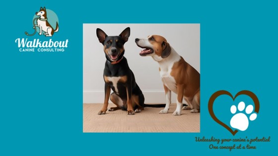 Understanding Your Dog's Behaiours