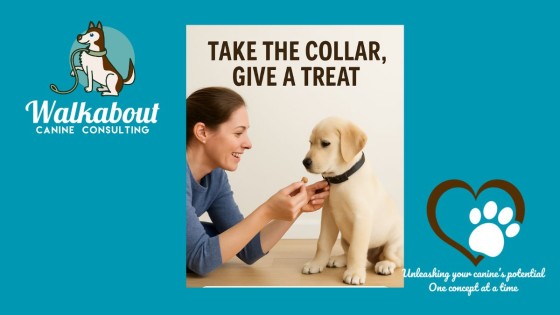 Take the Collar - Dog Training Tip