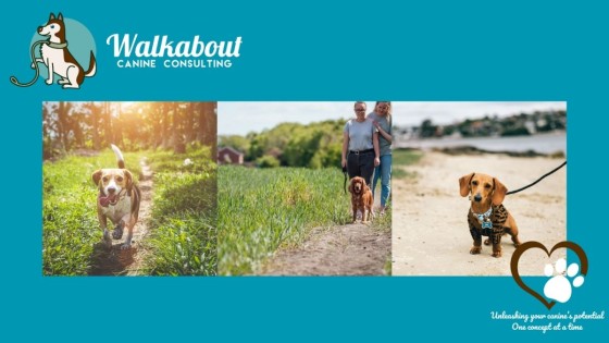 Prevention Over Panic – Why Safety for Our Dogs Starts with Us