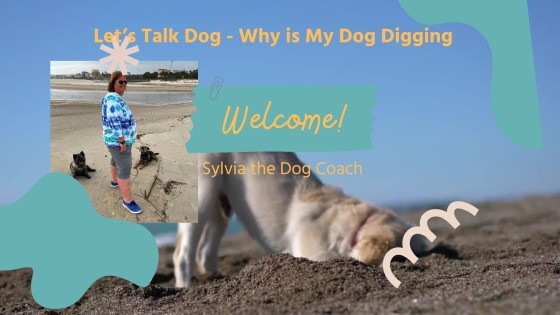 Why is My Dog Digging