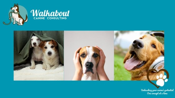 Noise Sensitivity in Dogs