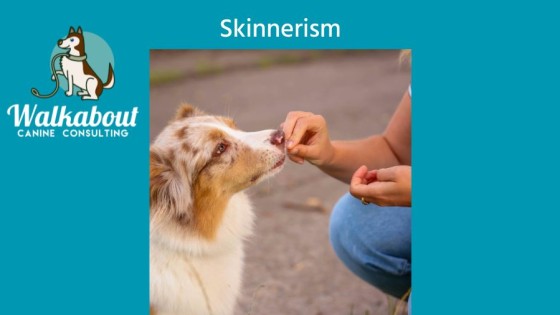 Do you want to know more about Skinnerism?